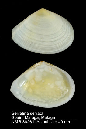 Serratina serrata.jpg - Serratina serrata(Brocchi,1814)